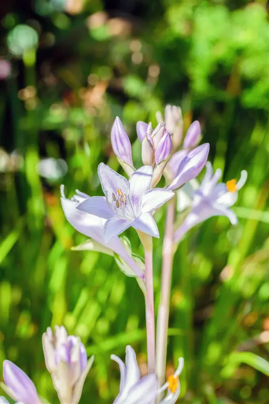 hosta hybr. 'fire and ice' P9 - afbeelding 3