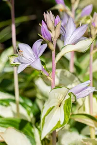 hosta hybr. 'fire and ice' P9 - afbeelding 4