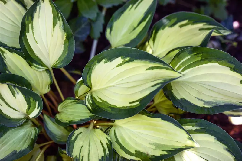 hosta hybr. 'fire and ice' P9 - afbeelding 1