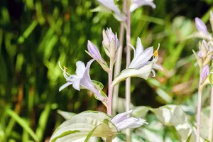 hosta hybr. 'fire and ice' P9 - afbeelding 2