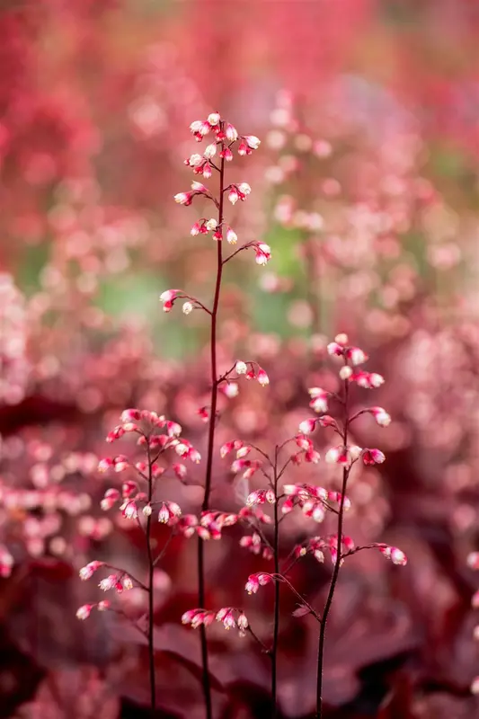 heuchera 'fire chief' P11 - afbeelding 2