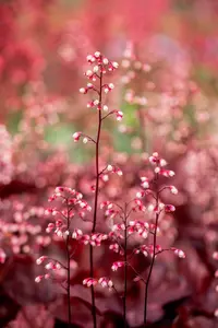 heuchera 'fire chief' P11 - afbeelding 2