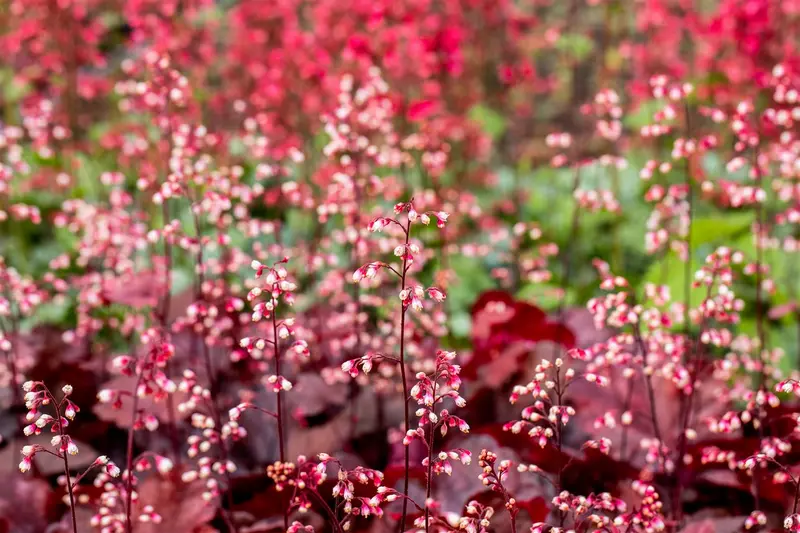 heuchera 'fire chief' P9 - afbeelding 1