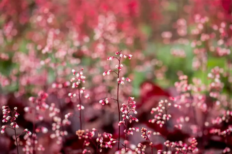 heuchera 'fire chief' P11 - afbeelding 3