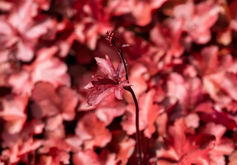 heuchera 'fire chief' P9 - afbeelding 4