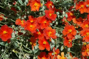 helianthemum 'fire dragon' P11 - afbeelding 1