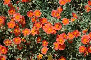 helianthemum 'fire dragon' P11 - afbeelding 2