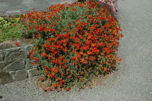 helianthemum 'fire dragon' P11 - afbeelding 3