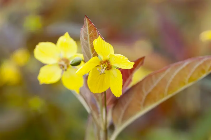 lysimachia cil. 'firecracker' P11 - afbeelding 2