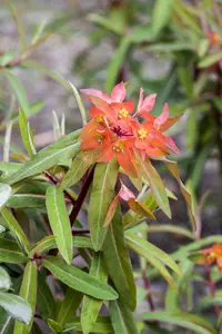 euphorbia griffithii 'fireglow' P9 - afbeelding 3