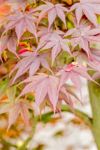 acer palm. 'fireglow' (125-150 cm) - afbeelding 4