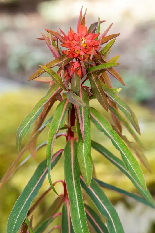 euphorbia griffithii 'fireglow' P9 - afbeelding 5