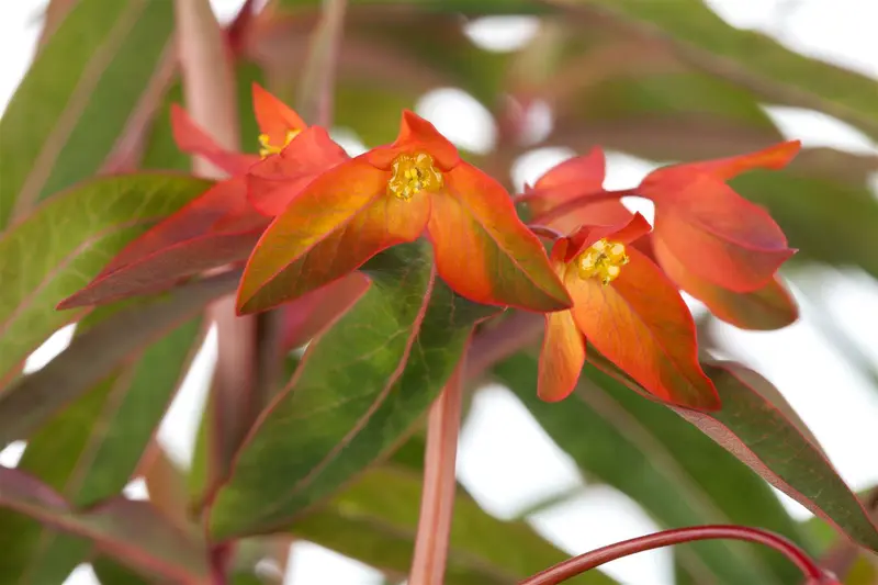 euphorbia griffithii 'fireglow' P9 - afbeelding 1