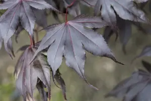 acer palm. 'fireglow' (125-150 cm) - afbeelding 1