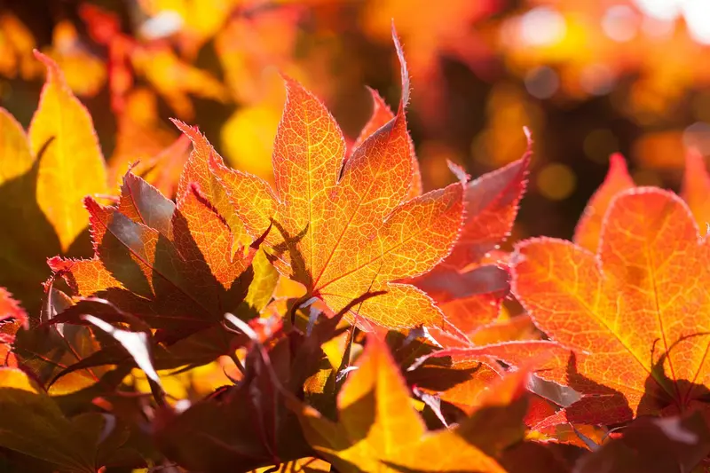 acer palm. 'fireglow' (125-150 cm) - afbeelding 2