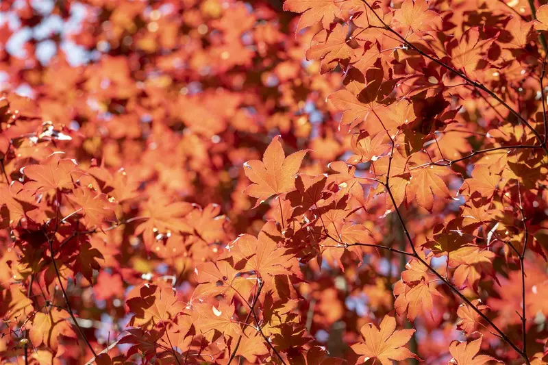 acer palm. 'fireglow' (125-150 cm) - afbeelding 3