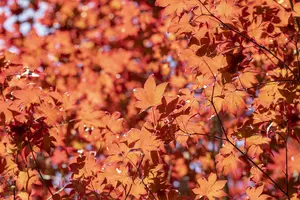 acer palm. 'fireglow' (125-150 cm) - afbeelding 3