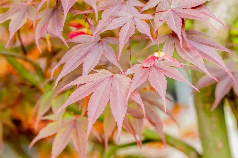 acer palm. 'fireglow' (125-150 cm) - afbeelding 5