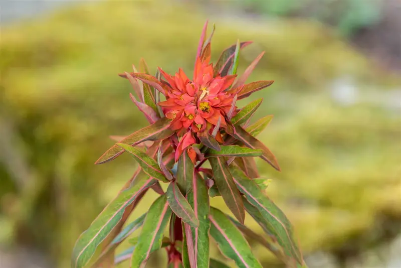 euphorbia griffithii 'fireglow' P9 - afbeelding 4