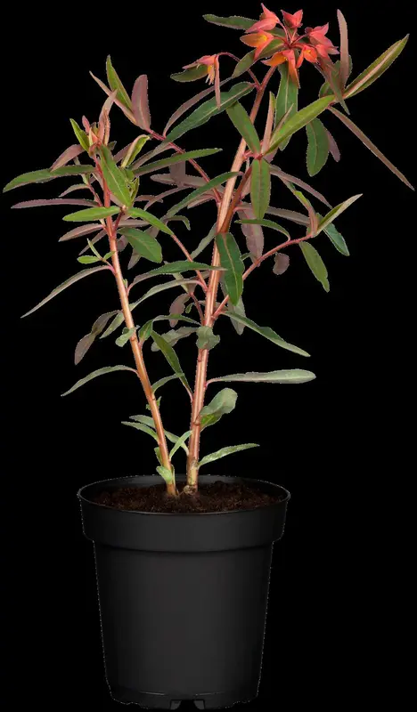 euphorbia griffithii 'fireglow' P9 - afbeelding 2