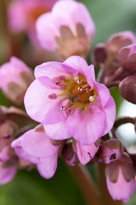 bergenia hybr. 'flirt' P9