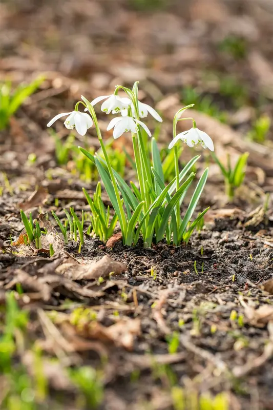 galanthus nivalis 'flore pleno' P9 - afbeelding 2