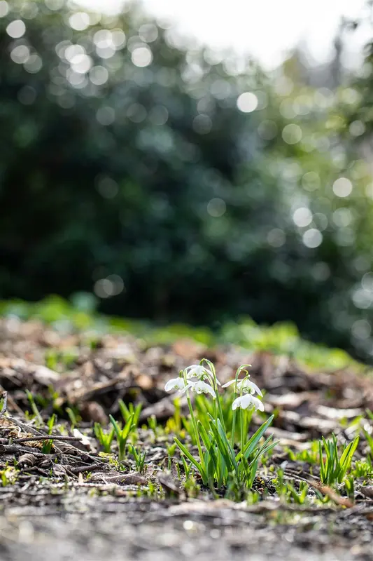 galanthus nivalis 'flore pleno' P9 - afbeelding 4