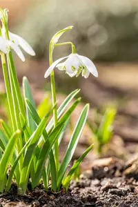 galanthus nivalis 'flore pleno' P9 - afbeelding 3