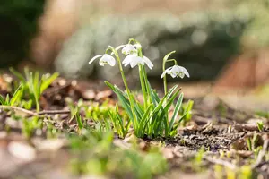 galanthus nivalis 'flore pleno' P9 - afbeelding 1