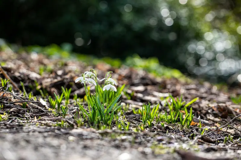 galanthus nivalis 'flore pleno' P9 - afbeelding 5