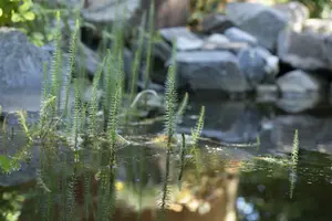 equisetum fluviatile P9 - afbeelding 1