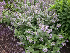 Agastache foeniculum P9