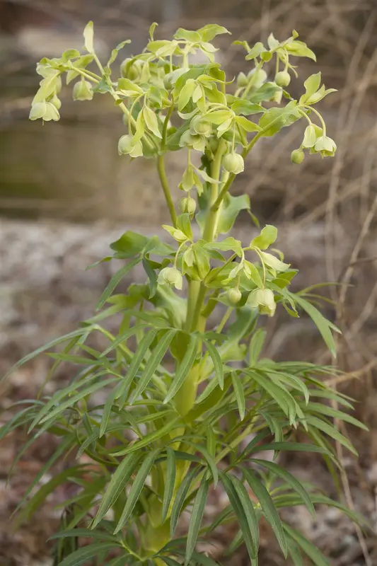 helleborus foetidus P9 - afbeelding 1