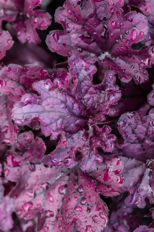 heuchera hybr. 'forever purple'® P9 - afbeelding 3