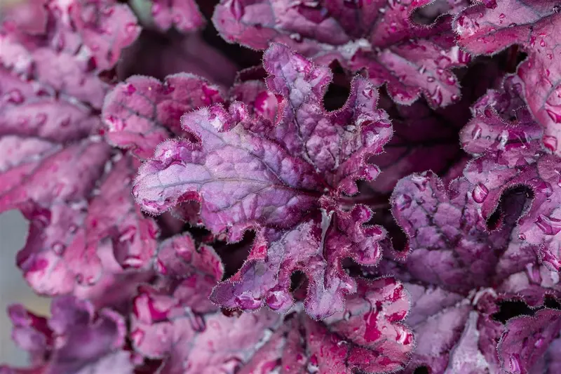 heuchera hybr. 'forever purple'® P9 - afbeelding 2