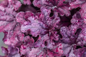 heuchera hybr. 'forever purple'® P9 - afbeelding 2