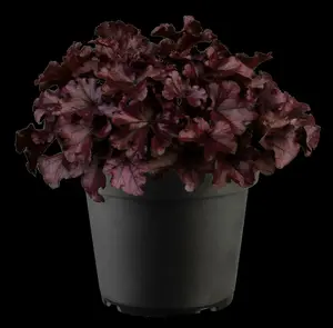 heuchera hybr. 'forever purple'® P9 - afbeelding 1