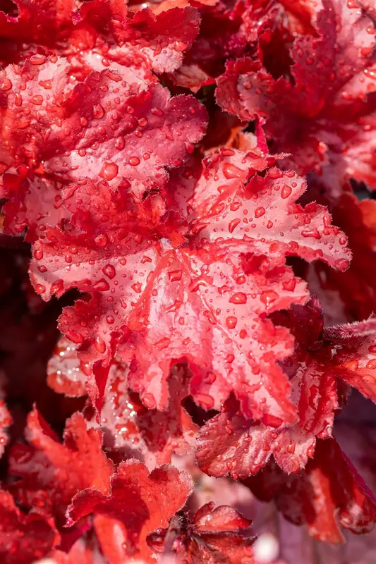 heuchera hybr. 'forever red' P9 - afbeelding 3