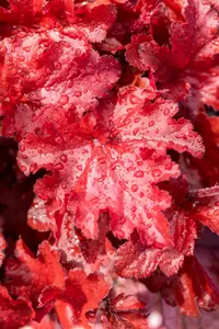 heuchera hybr. 'forever red' P9 - afbeelding 3