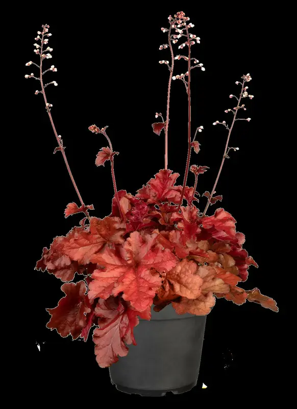 heuchera hybr. 'forever red' P9 - afbeelding 1