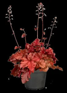 heuchera hybr. 'forever red' P9 - afbeelding 1