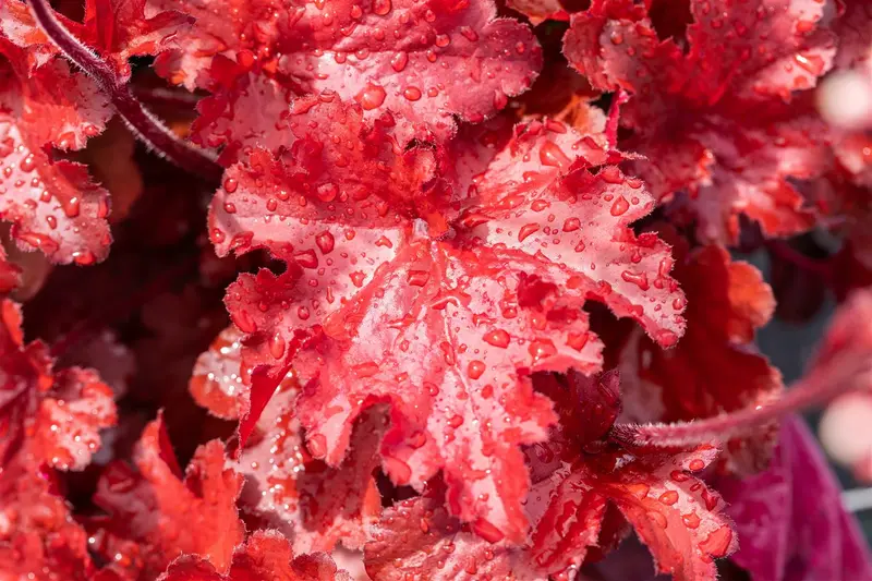 heuchera hybr. 'forever red' P9 - afbeelding 2