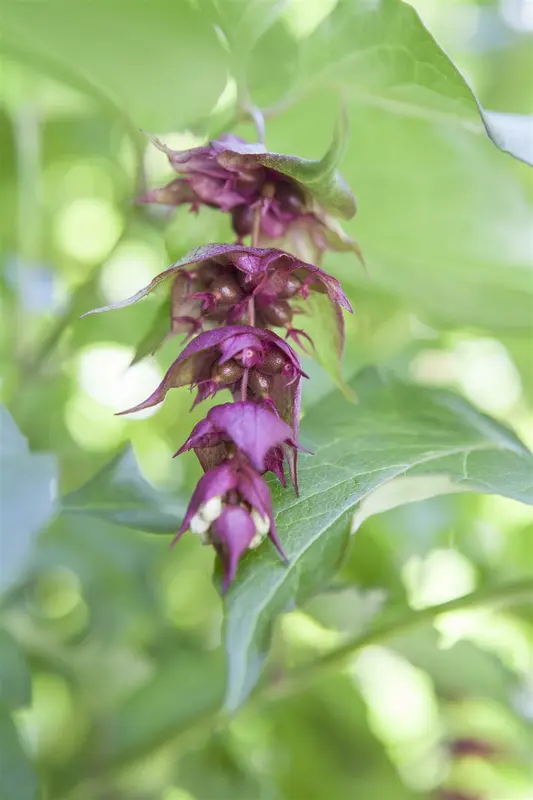 leycesteria formosa P9 - afbeelding 1