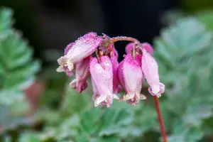 dicentra formosa P9 - afbeelding 1