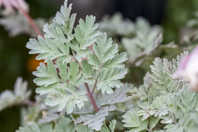 dicentra formosa P9 - afbeelding 2