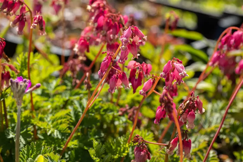 dicentra formosa P9 - afbeelding 5