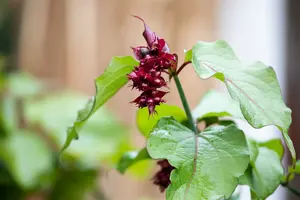 leycesteria formosa P9 - afbeelding 2