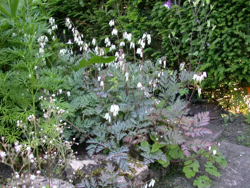 dicentra formosa P9 - afbeelding 3