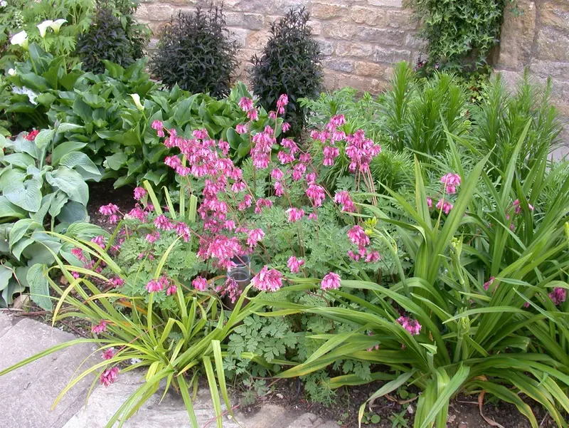 dicentra formosa P9 - afbeelding 4