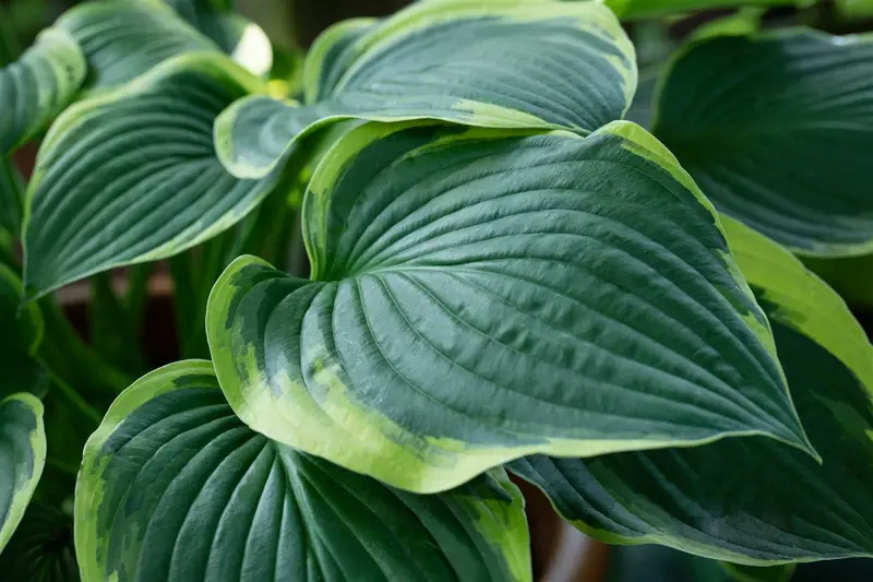 hosta sieb. 'frances williams' P11 - afbeelding 2